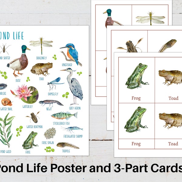 POND LIFE Poster + 3-Part Cards, Nature Study, Instant DOWNLOAD