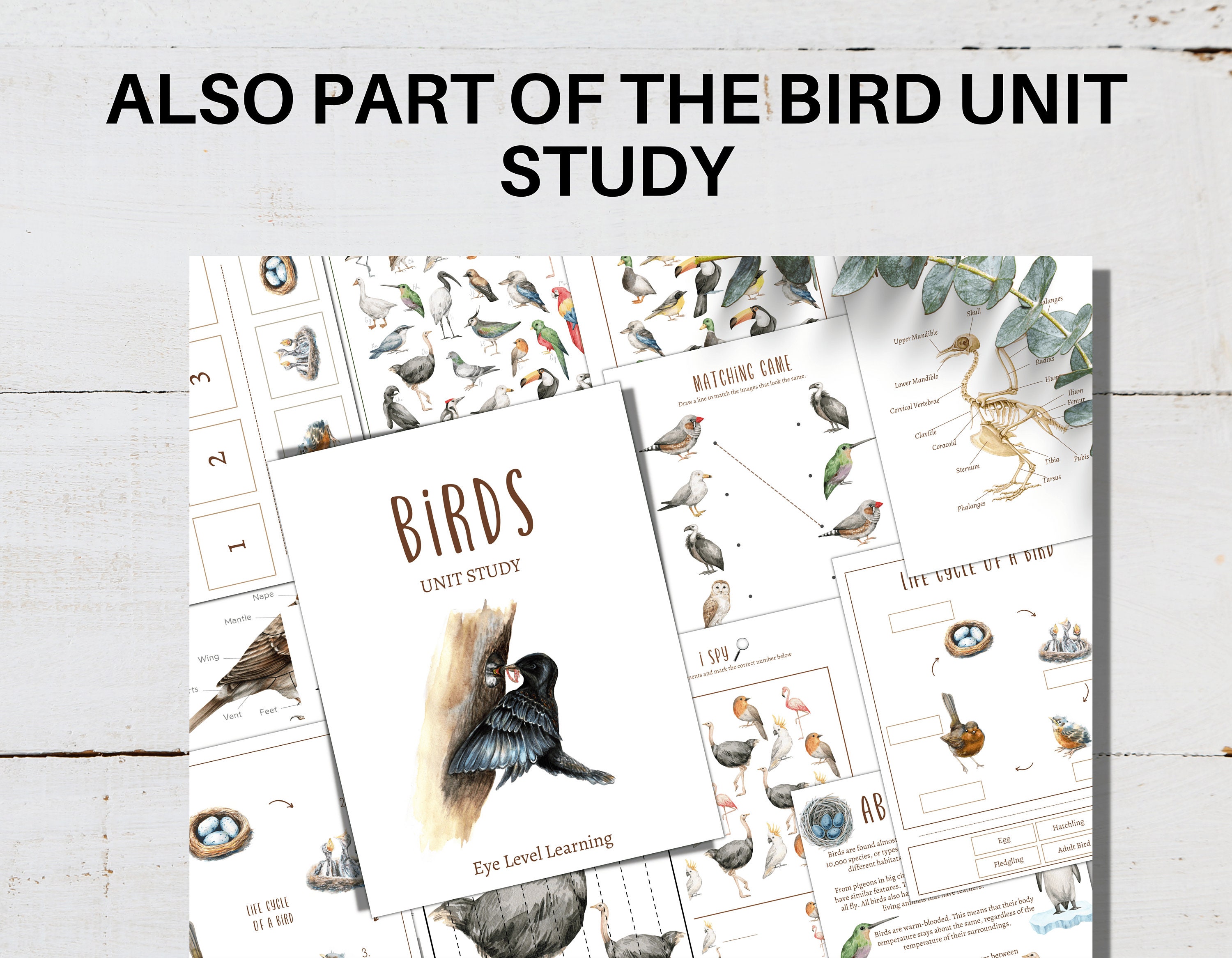 Bird Skeleton Anatomy Poster Labeling And Tracing Activity Homeschool Bird Skeleton Anatomy Poster Labeling And Tracing Activity Homeschool