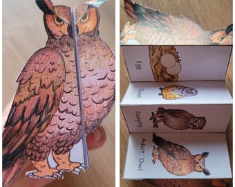 Owl  Life Cycle, Bird sequence and fold kids' science craft, A4 and 11x8.5 in, Digital Download, Cut and paste, Foldable Template