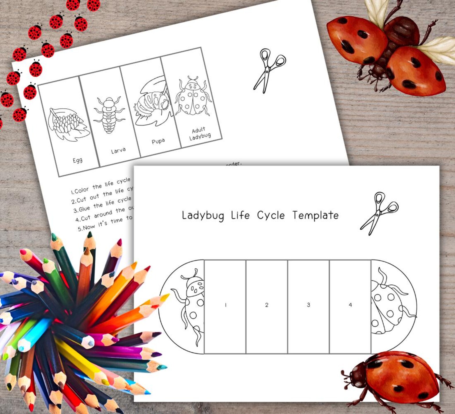 Ladybug Life Cycle, Ladybird Sequence and Fold Kids' Science Craft, A4 ...