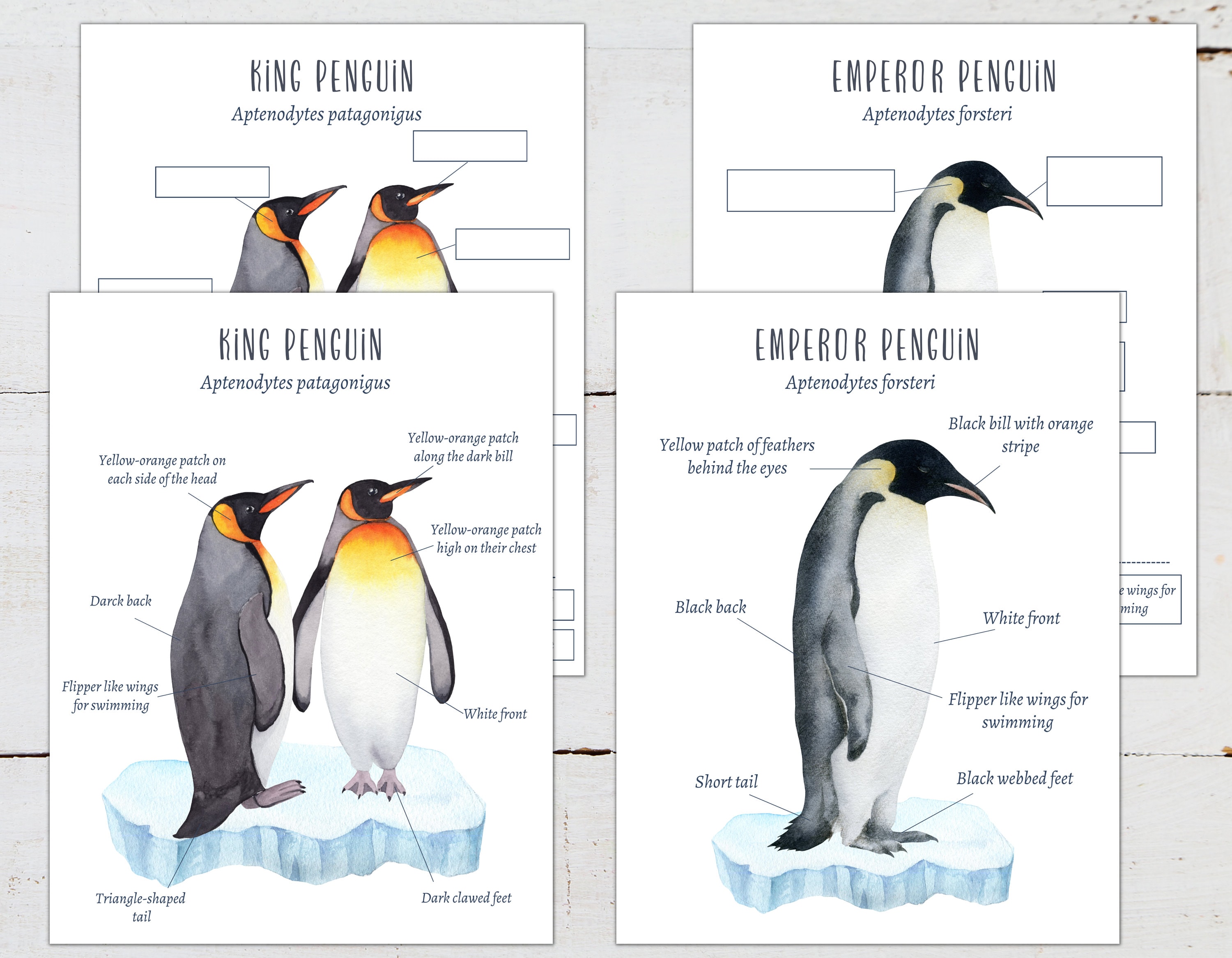 penguinページ G155 - One Penguin - Onne van der Wal