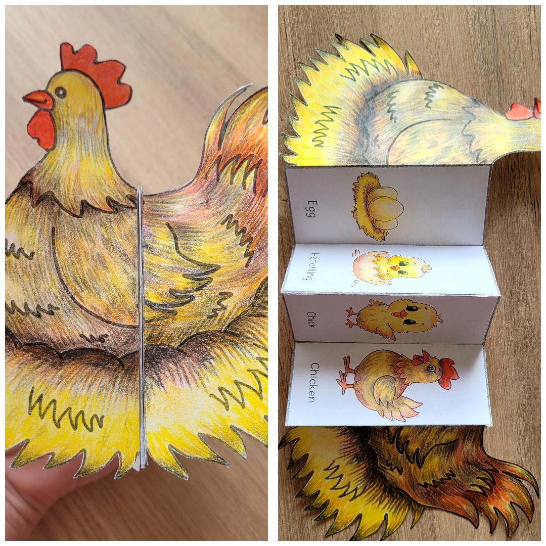 Printable Chicken Process Chicken Life Cycle Foldable Template, Kids' Science Craft, A4 and 11x8 ...