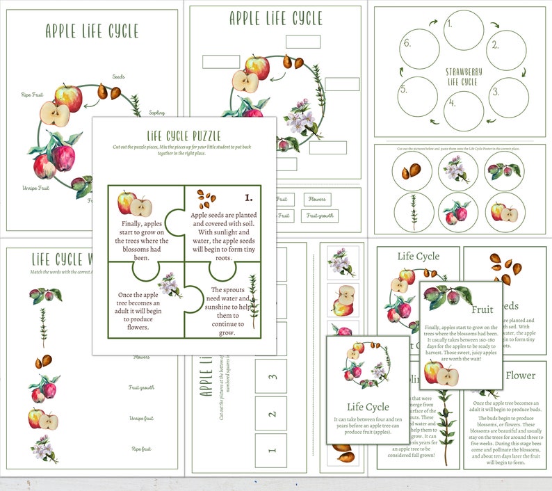 APPLE Unit Study, Life Cycle, Anatomy, Nature Study, Science, Homeschool, Montessori, INSTANT DOWNLOAD image 3