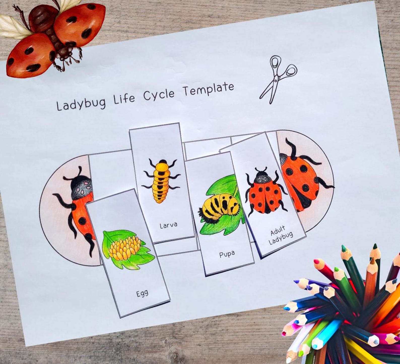 Ladybug Life Cycle, Ladybird Sequence and Fold Kids' Science Craft, A4 ...