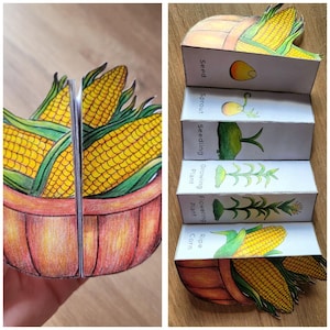 Könnte beinhalten: Ein handgefertigtes Papierhandwerk, das den Lebenszyklus von Mais darstellt. Das Kunstwerk zeigt die Stadien vom Samen bis zum reifen Mais, mit Illustrationen und Beschriftungen. Der Mais ist in einem Korb dargestellt, mit detaillierten Zeichnungen und leuchtenden Farben.