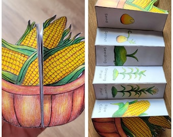 Corn Life Cycle Foldable Template, Kids' science craft, A4 and 11x8.5 in, Digital Download, Cut and paste, Foldable Template