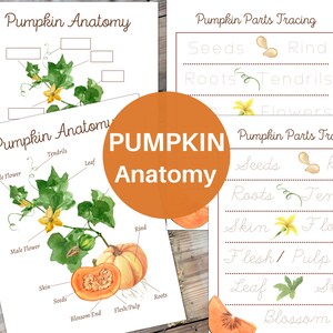 PUMPKIN Anatomy Poster, Labeling and Tracing Activity, Homeschool, Montessori, INSTANT DOWNLOAD