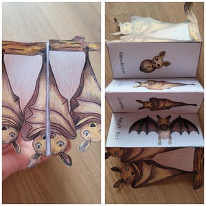 Puede incluir: Una manualidad de papel hecha a mano que representa el ciclo de vida de un murciélago. Las etapas están etiquetadas como "Recién nacido", "Juvenil" y "Murciélago adulto". La obra de arte está en tonos marrones y beige.