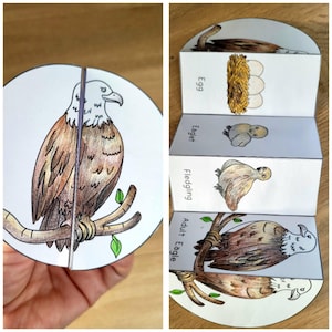 Puede incluir: Un rompecabezas redondo de dos partes ilustrado con un águila calva posada en una rama. El rompecabezas es marrón, blanco y gris. El otro lado muestra el ciclo de vida del águila: huevo, aguilucho, polluelo y águila adulta.