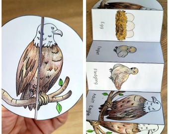 Eagle  Life Cycle, Bird sequence and fold kids' science craft, A4 and 11x8.5 in, Digital Download, Cut and paste, Foldable Template