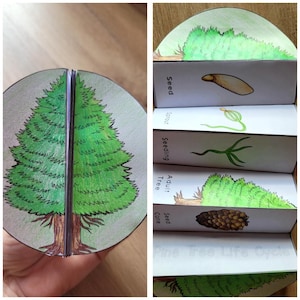May include: A handmade educational model of a pine tree life cycle. The model is a circular, open book design with illustrations of each stage: seed, sprout, seedling, adult tree, and seed cone. The text "Pine Tree Life Cycle" is visible.