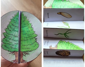 Pine Tree  Life Cycle, Tree sequence and fold kids' science craft, A4 and 11x8.5 in, Digital Download, Cut and paste, Foldable Template