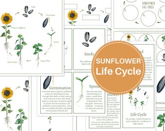 SUNFLOWER LIFE CYCLE, Posters, 3-Part Cards, Fact Cards, Tracing Activities, Homeschool, Montessori, Instant Download