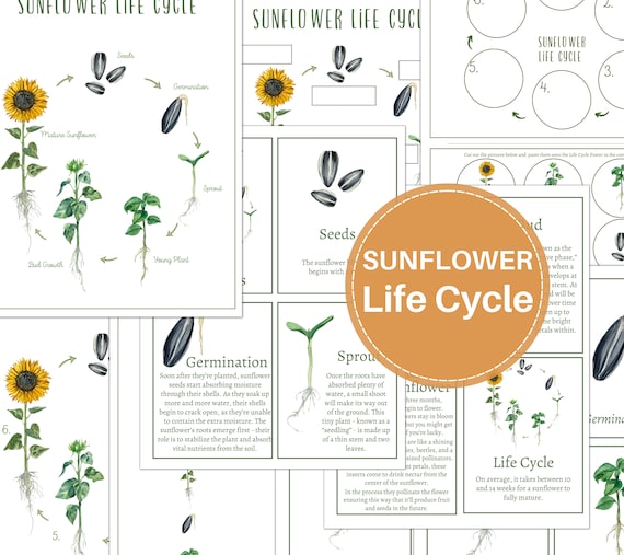 SUNFLOWER LIFE CYCLE, Posters, 3-Part Cards, Fact Cards, Tracing Activities, Homeschool, Montessori, Instant Download