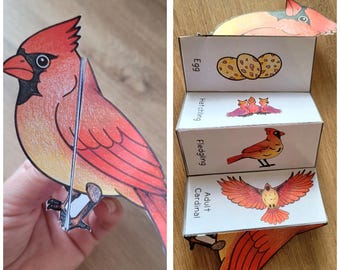 Northern Cardinal Life Cycle, Wetenschappelijk knutselen voor kinderen rangschikken en vouwen, A4 en 11 x 8,5 inch, digitale download, knippen en plakken, opvouwbare sjabloon