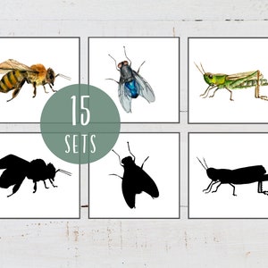 MINIBEASTS Abbinamento ombre, Abbinamento silhouette, Montessori a casa, Risorsa stampabile homeschool, DOWNLOAD istantaneo