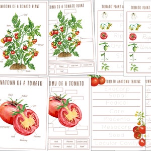 Carteles de anatomía del tomate, actividad de etiquetado y rastreo, educación en el hogar, Montessori, DESCARGA INSTANTÁNEA