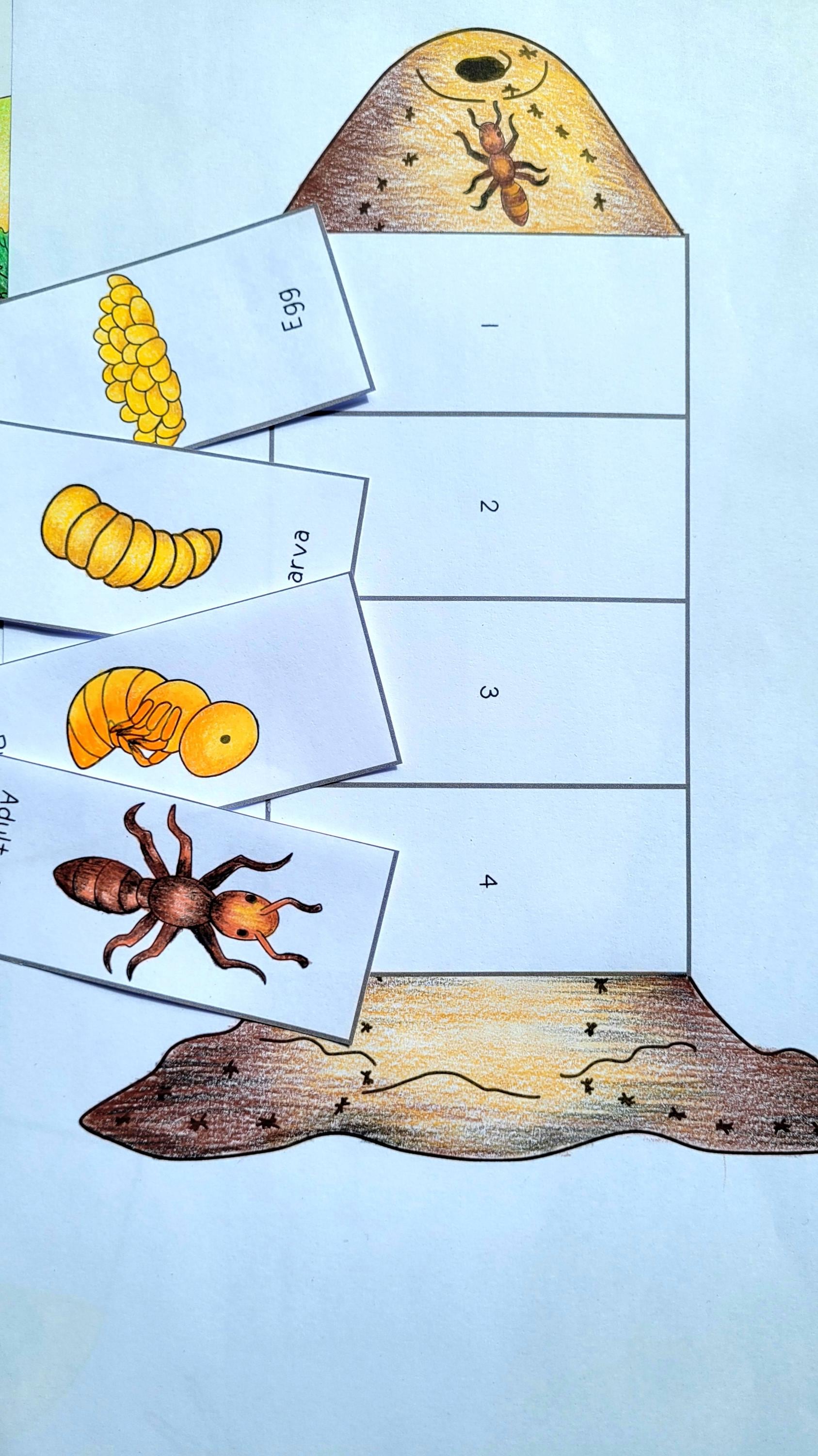 Ant Life Cycle Foldable Template, Kids' Science Craft, A4 and 11x8.5 In ...