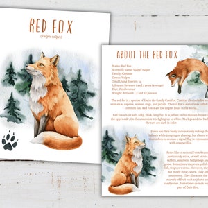 RED FOX Mini Unit Study, Life Cycle, Anatomy, Nature Study, Science ...