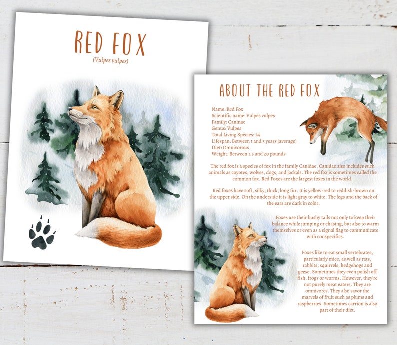 Red Fox Task RED FOX Mini Unit Study, Life Cycle, Anatomy, Nature Study, Science ...
