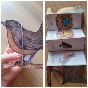 May include: A papercraft model of a robin bird and its life cycle. The stages are illustrated on a series of panels: egg, hatching, fledgling, and adult robin. The artwork is colorful and educational.