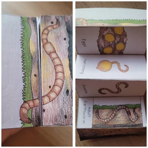 May include: A handmade educational book illustrating the life cycle of an earthworm. The illustrations show the stages of eggs, hatching, juvenile, and adult earthworm. The book is made of paper and features colorful drawings.