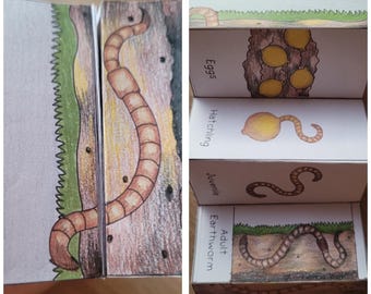Earthworm Life Cycle Foldable Template, Kids' science craft, A4 and 11x8.5 in, Digital Download, Cut and paste, Foldable Template