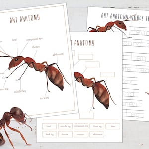 ANT Anatomy Poster, Labeling and Tracing Activity, Homeschool, Montessori, INSTANT DOWNLOAD