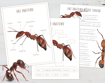 ANT Anatomy Poster, Labeling and Tracing Activity, Homeschool, Montessori, INSTANT DOWNLOAD