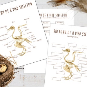 VOGEL Skelett Anatomie Poster, Beschriftung und Tracing Aktivität, Homeschool, Montessori, INSTANT DOWNLOAD