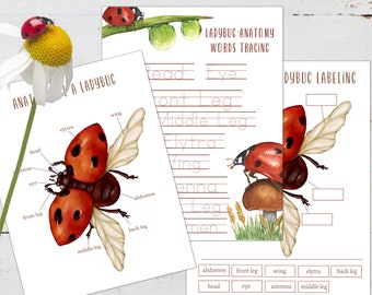 LIEVEHEERSBEESTJE Anatomie Poster, Etikettering en Tracing Activiteit, Homeschool, Montessori, INSTANT DOWNLOAD