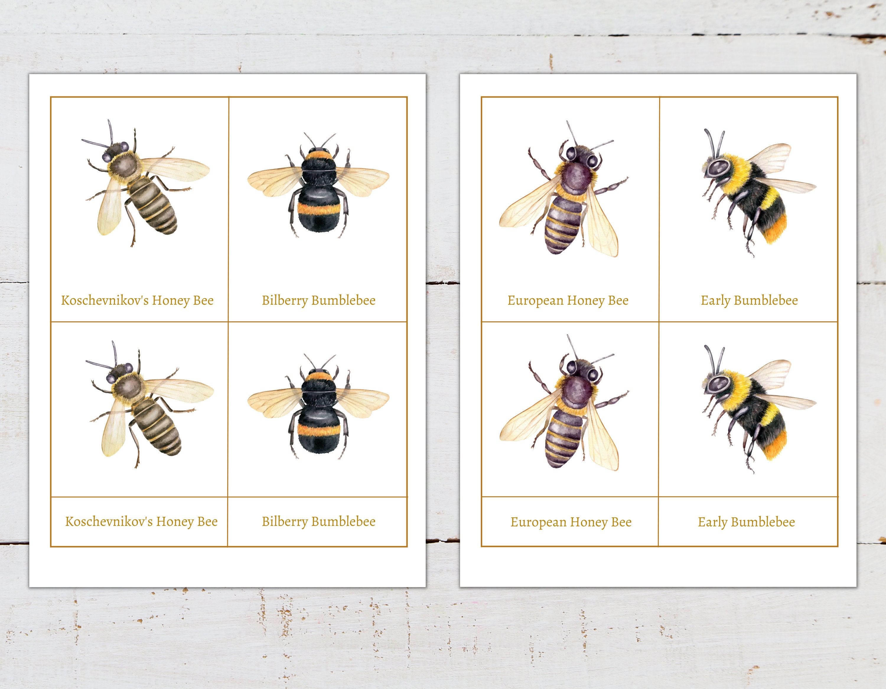 BEES and BUMBLEBEES Mini Poster + 3-part Cards, Homeschool, Montessori ...