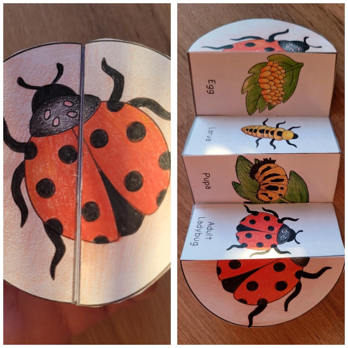 Ladybug Life Cycle, Ladybird Sequence and Fold Kids' Science Craft, A4 ...