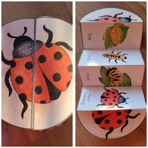 Puede incluir: Ilustración colorida y dibujada a mano del ciclo de vida de una mariquita. Las etapas, etiquetadas como "Huevo", "Larva", "Pupa" y "Mariquita adulta", se representan con colores vibrantes. Imagen educativa.