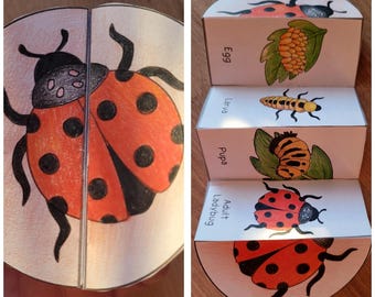 Cycle de vie de la coccinelle, séquence de coccinelle et pliage des travaux manuels scientifiques pour enfants, A4 et 23 x 8,5 po., téléchargement numérique, couper et coller, modèle pliable