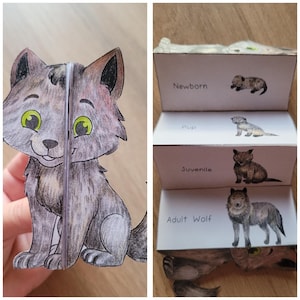 May include: A hand-drawn, gray wolf cub with green eyes is featured in a 3D paper craft. Beside it, a series of boxes illustrate the wolf's life stages: Newborn, Pup, Juvenile, and Adult Wolf. The text labels each stage.