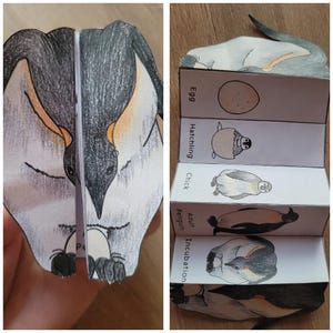 May include: A handcrafted paper penguin, folded to reveal a detailed illustration. The penguin is black, white, and orange. The folded paper shows the life cycle of a penguin, from egg to adult, with labeled stages.
