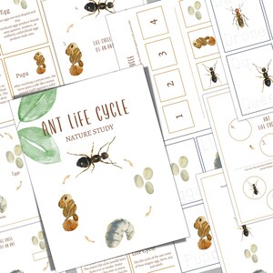 Puede incluir: Un recurso educativo imprimible para aprender sobre el ciclo de vida de una hormiga. La tabla colorida presenta ilustraciones de un huevo de hormiga, una larva, una pupa y una hormiga adulta. El texto "ANT LIFE CYCLE" y "NATURE STUDY" está impreso en marrón.