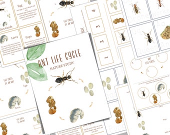 ANT LIFE CYCELE, Homeschool, Montessori, Instant Download