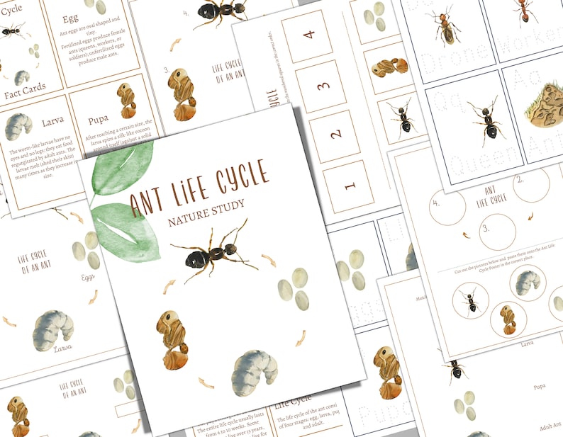ANT LIFE CYCELE, Homeschool, Montessori, Instant Download - Etsy