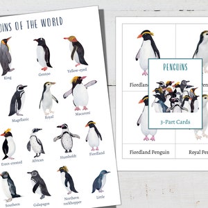 Póster en miniatura de PINGÜINOS + tarjetas de 3 partes, 18 pingüinos, educación en el hogar, Montessori, DESCARGA INMEDIATA