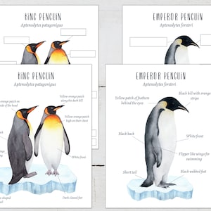PENGUINS Anatomy Posters and Labeling Activity, Homeschool, Montessori, INSTANT DOWNLOAD