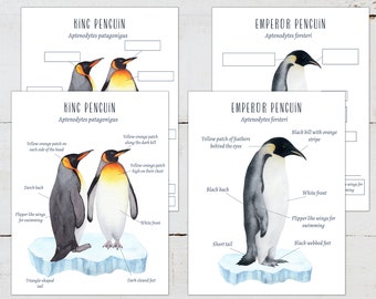 PENGUINS Anatomy Posters and Labeling Activity, Homeschool, Montessori, INSTANT DOWNLOAD