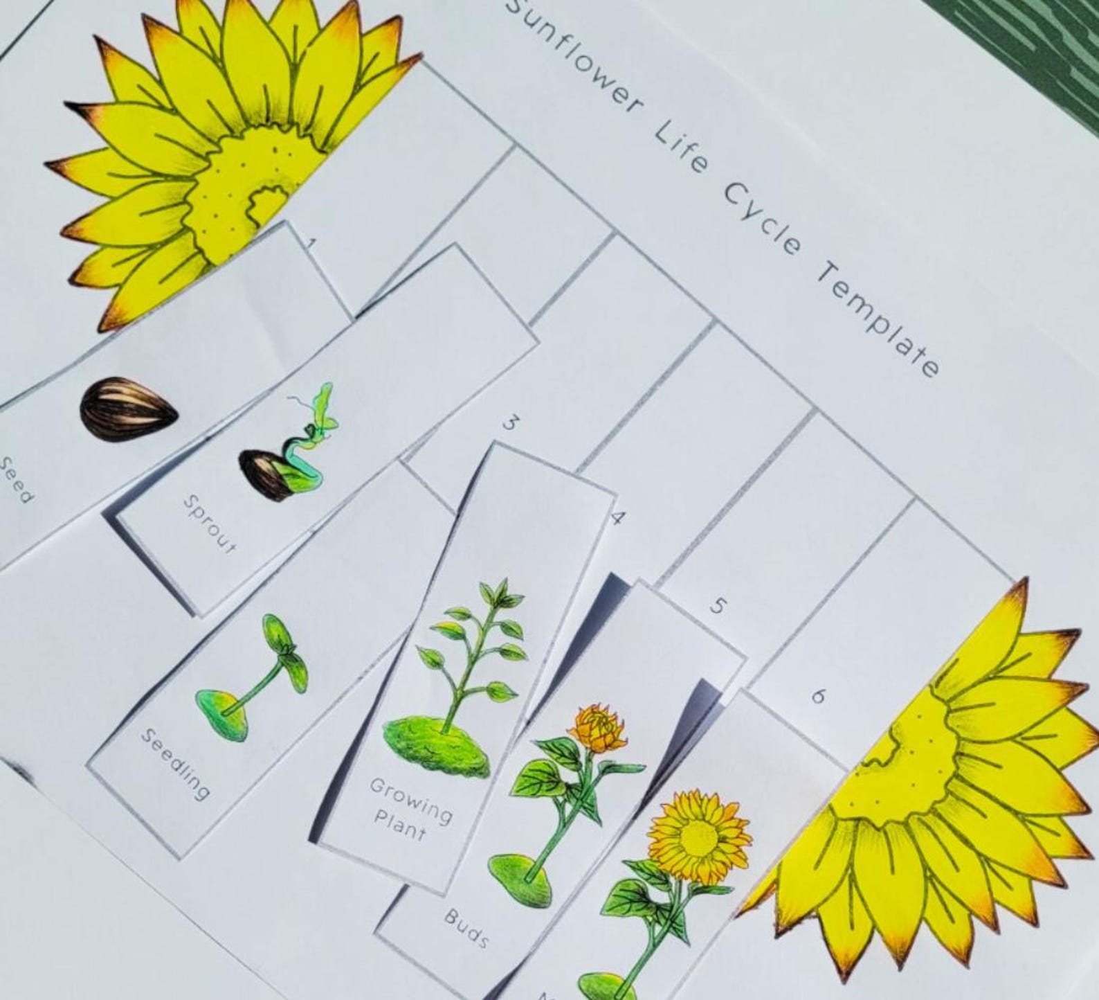 Sunflower Life Cycle Foldable Template, Kids' Science Craft, A4 and ...