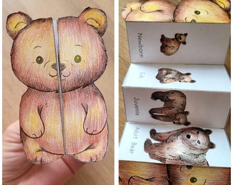 Bear Life Cycle Foldable Template, Kids' science craft, A4 and 11x8.5 in, Digital Download, Cut and paste, Foldable Template