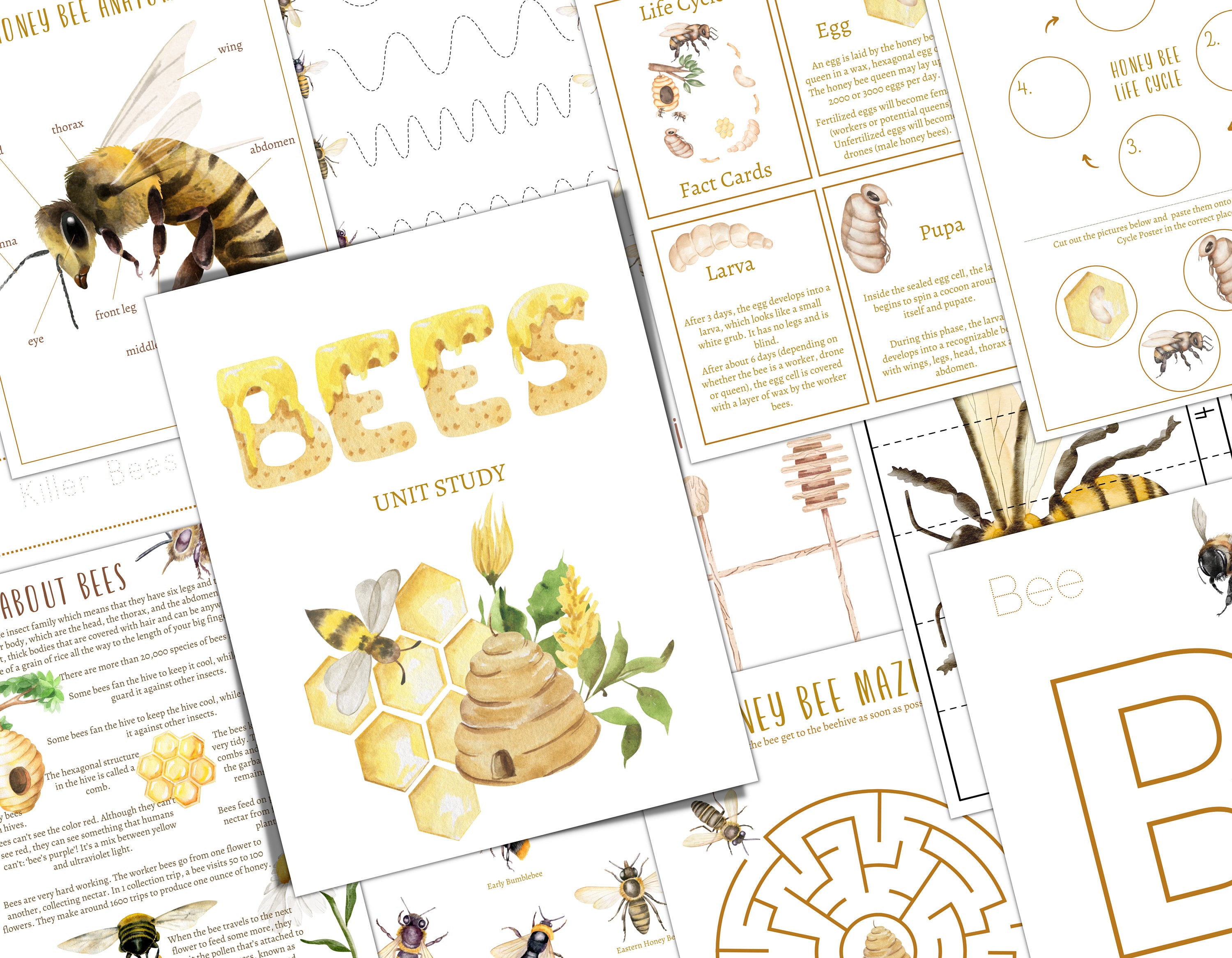 BEE Unit Study, Life Cycle, Anatomy, Nature Study, Science, Homeschool, Montessori, INSTANT DOWNLOAD