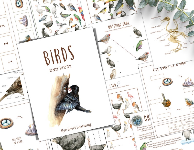 Spring Bird Unit SPRING Themed Nature Study Units BUNDLE, Birds, Frogs, Barn Swallow ...