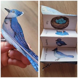 May include: A papercraft blue jay with detailed feather illustrations. The bird is shown in various stages of life, including an egg, chicks, a fledgling, and an adult. The stages are labelled on individual panels.