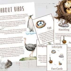 BIRD Unit Study, Life Cycle, Anatomy, Nature Study, Science, Homeschool ...