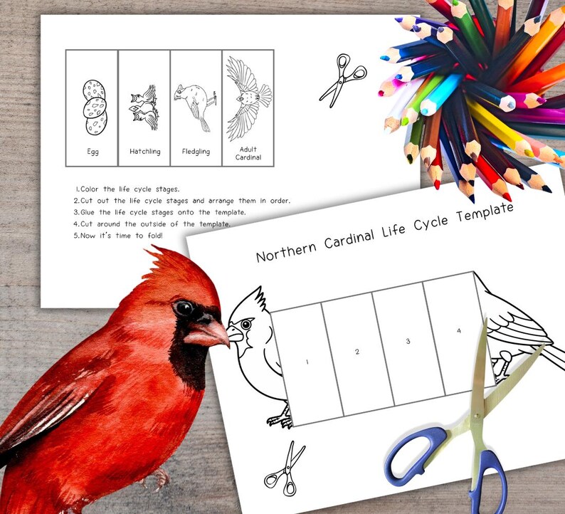 Northern Cardinal Life Cycle, Sequence and Fold Kids' Science Craft, A4 ...
